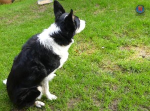 doggy